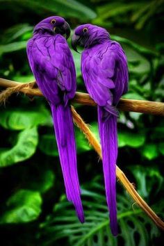 two purple birds are sitting on a branch