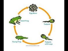 frog life cycle diagram with frogs and toadlings in the center, including eggs, watermelon, tadpoles, and other animals