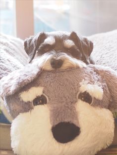 a dog laying on top of a stuffed animal