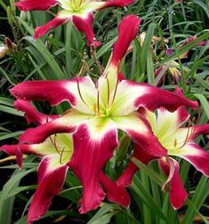 some red and yellow flowers are in the grass