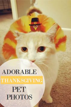 a white cat wearing a turkey hat with the words adorable thanksgiving pet photos on it