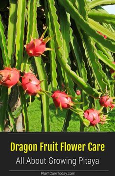 the dragon fruit flower care is all about growing pitaya, and how to use it