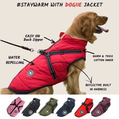 an image of a dog wearing a red jacket with instructions on how to wear it