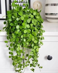 a potted plant with green leaves hanging from it's side on a dresser