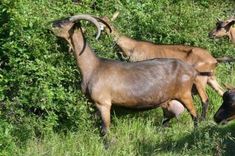 three goats are standing in the grass near some bushes and trees, one is looking at the camera