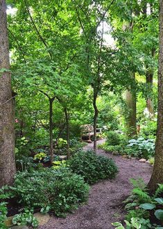 a path in the middle of a lush green forest