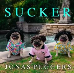 three pugs dressed in clothes sitting next to a pool with the words sucker on it