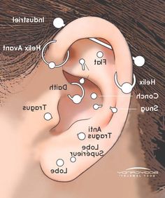 an ear with different parts labeled in it