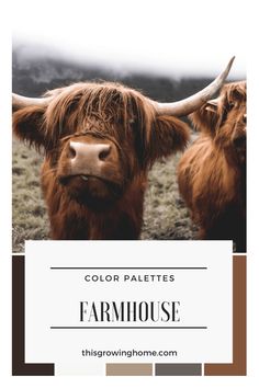 two brown cows standing next to each other with the words color palletes farmhouse