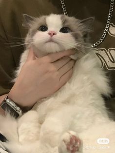 a person holding a white cat in their arms and wearing a chain around it's neck