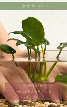 two hands holding plants in water with text overlay that reads complete anubia's barter care guide