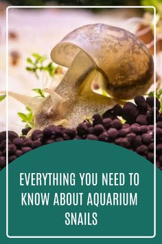 a snail crawling on some black beans with the words everything you need to know about aquarium snails