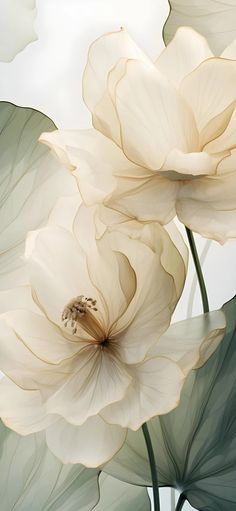 two large white flowers with green leaves in the foreground, against a gray sky