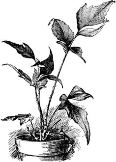 an ink drawing of a potted plant with leaves in it, vintage line drawing or engraving illustration