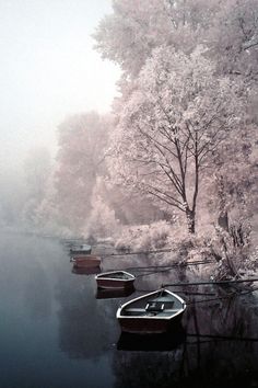 several boats are sitting on the water in front of some trees and foggy sky