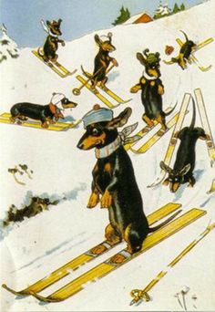 an image of dogs on skis going down the hill in the snow with other dogs