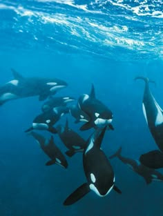 a group of orca whales swimming in the ocean