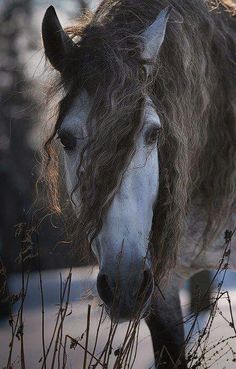 a horse with long hair standing next to some tall dry grass and looking at the camera