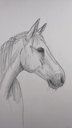 a pencil drawing of a horse's head