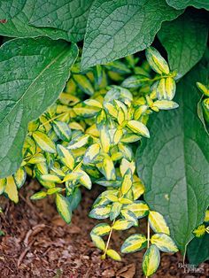 green leaves with yellow and white stripes on them in dirt area next to mulch