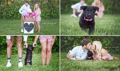 Dog Announcement Photos, Dog Reveal Ideas, New Puppy Announcement Photo Shoot, Puppy Reveal Ideas, Puppy Gender Reveal, Puppy Announcement Ideas, Dog Adoption Announcement, Pet Adoption Announcement, Dog Gender Reveal