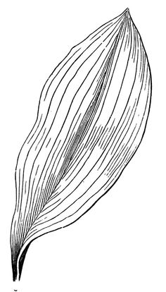 an image of a flower that is in black and white, vintage line drawing or engraving