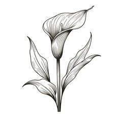 Discover the elegance of Calla Lily Flowers Tattoo with our inspiring Pin! Perfect for women, these designs range from small and simple to traditional and intricate. Whether you're looking for a delicate calla lily tattoo or a unique design, you'll find beautiful ideas here. Embrace the timeless beauty and grace of calla lilies with these stunning tattoo options, tailored for women seeking both subtle and standout ink. Get inspired by our exquisite calla lily tattoo designs today! Calla Lily Outline, Calililly Flower Drawing, Calla Lilies Tattoo, Tattoo Calla Lily, Peace Lily Drawing, Lily Flowers Tattoo, Calla Lily Illustration, Peace Lily Tattoo, Calla Lily Drawing