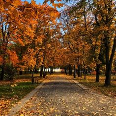 an empty road surrounded by lots of trees with orange leaves on the ground and in the fall