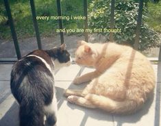 two cats sitting on the ground next to each other and one is looking at another cat