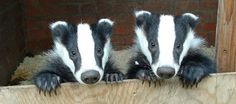 two badgers looking over the edge of a wooden fence with their paws on top of each other