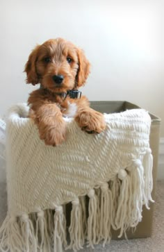 a small brown dog sitting on top of a white blanket covered in fringed material