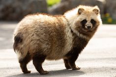 a brown bear standing on top of a cement road next to grass and rocks in the background