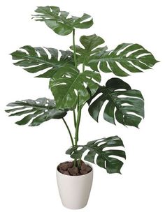 a large green plant in a white pot