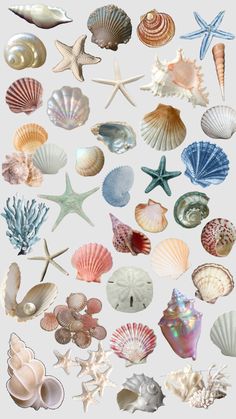 an assortment of seashells and starfish are shown in this graphic art work