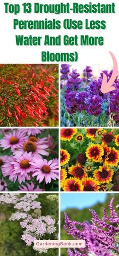 different flowers with the words top 13 drought - resistant perennials use less water and get more blooms