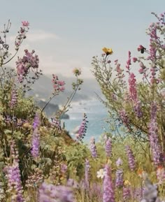 wildflowers and other flowers in the foreground with mountains in the back ground