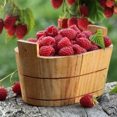 fresh raspberries in a wooden basket on a log