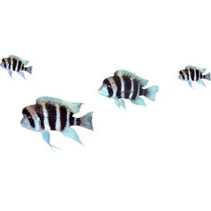 three black and white striped fish swimming in the water