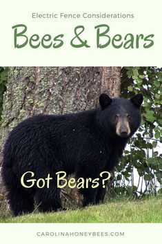 a black bear standing next to a tree with the words bees and bears on it