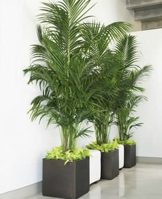 three planters with plants in them are on the floor next to a white wall