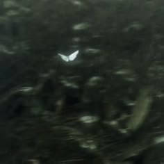 a blurry image of a white butterfly flying in the sky