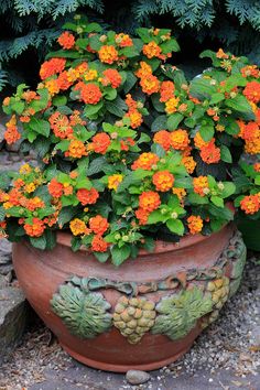 a potted plant with orange flowers and green leaves on the ground in front of some bushes