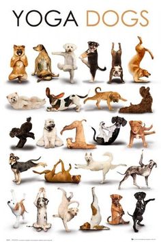 a poster with dogs doing yoga poses