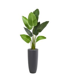 a potted plant with large green leaves in it's center, on a white background