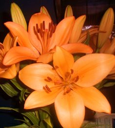 an arrangement of orange lilies in a vase on a table top with water and books