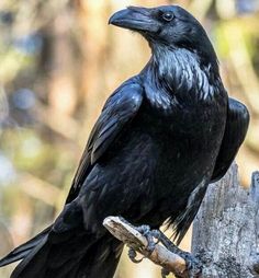 a large black bird sitting on top of a tree branch next to a wooden post