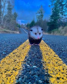 a ferret is standing on the side of an empty road in front of some trees