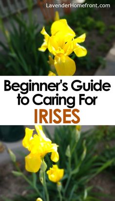 yellow flowers with text overlay that reads beginner's guide to caring for irises