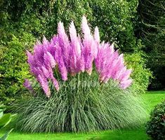 purple flowers in the middle of a garden