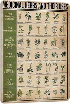 the medical herbs and their uses poster